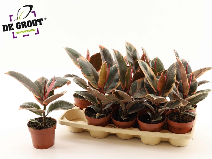 <h4>FIC EL BELIZE</h4>