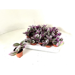 Tradescantia albiflora Nanouk 5Ø 5cm