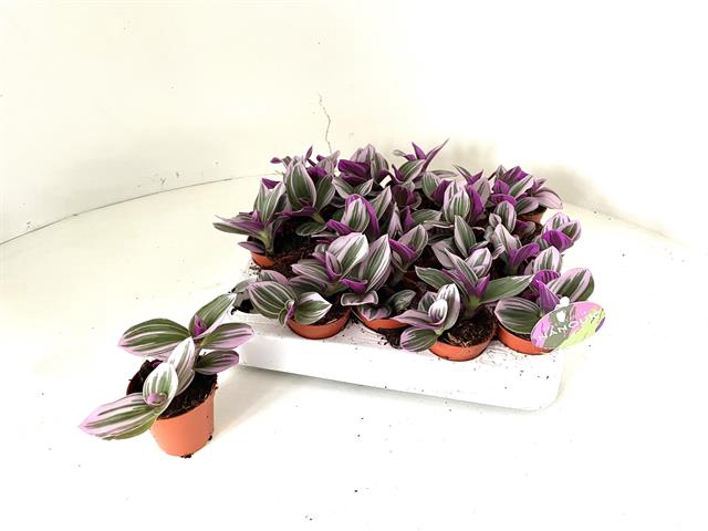 Tradescantia albiflora Nanouk 5Ø 5cm