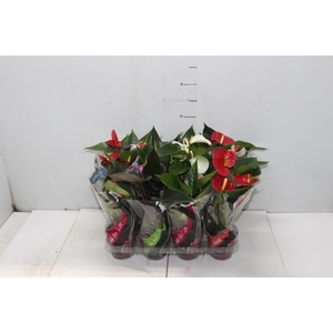 ANTHURIUM VARIADO P09