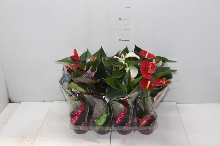 <h4>ANTHURIUM VARIADO P09</h4>