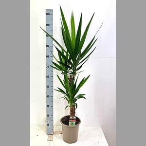 YUCCA