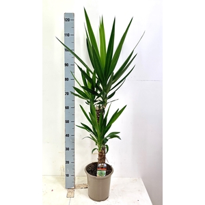 YUCCA