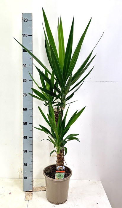<h4>YUCCA</h4>