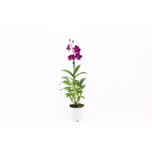 Dendr. Phalaenopsis (Sa-Nook)