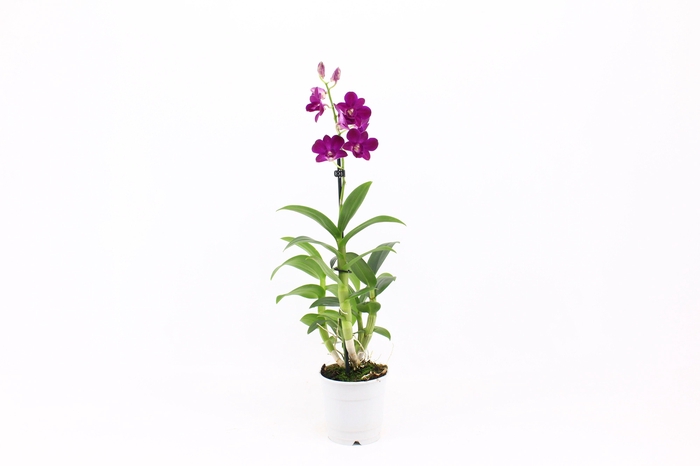 <h4>Dendr. Phalaenopsis (Sa-Nook)</h4>