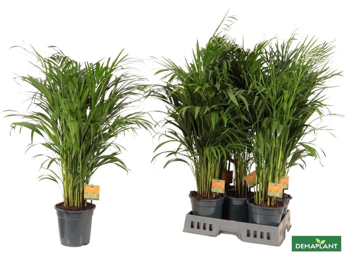 <h4>DYPSIS LUTESCENS</h4>