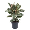 Ficus Tineke