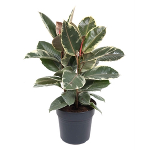 Ficus Tineke