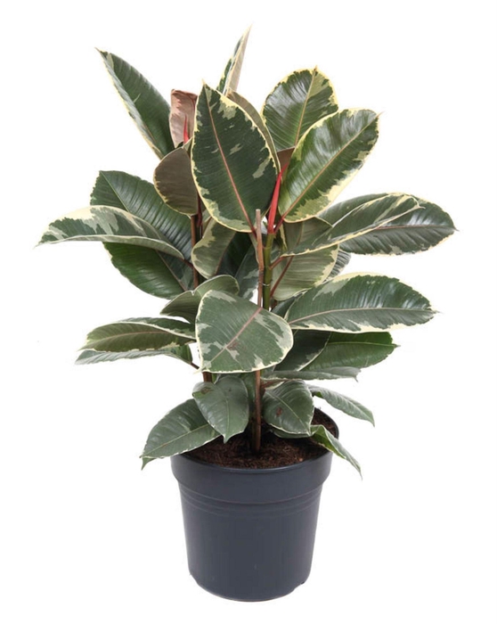 <h4>Ficus Tineke</h4>