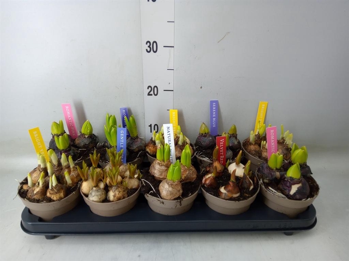 <h4>Bolbloemen   ...mix</h4>