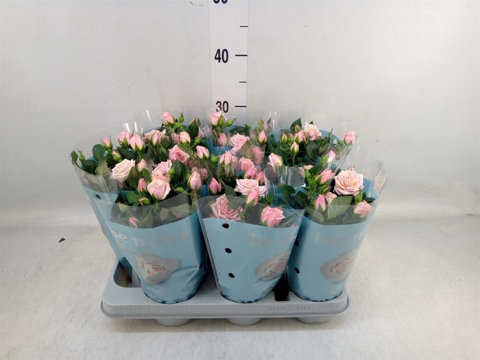 <h4>Rosa 'Lady Jewel'</h4>