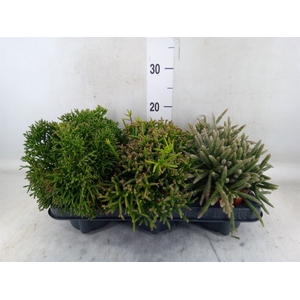 Rhipsalis   ...mix