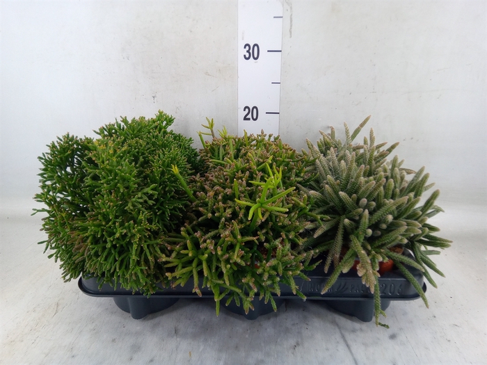 <h4>Rhipsalis   ...mix</h4>
