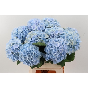 Hydr M Ch Verena Bl 90cm