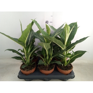Dieffenbachia  'Green Magic'
