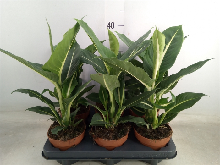 <h4>Dieffenbachia  'Green Magic'</h4>
