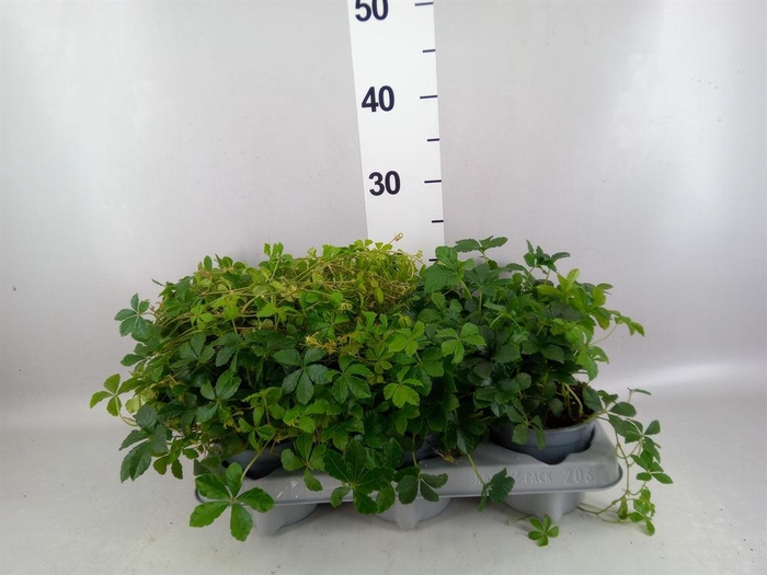 <h4>Cissus   ...</h4>