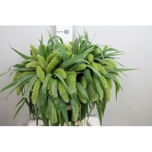 Setaria Italica Volle Melk