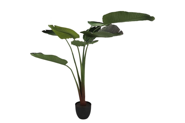 <h4>Silk Strelitzia Green 159cm Nm</h4>