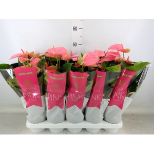 Anthurium andr. 'Sweet Dream'