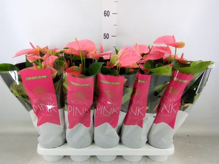 <h4>Anthurium andr. 'Sweet Dream'</h4>
