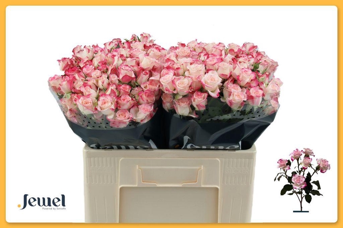 <h4>Rosa spray reflex</h4>