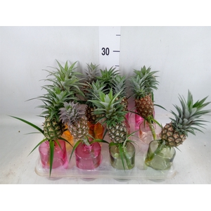 Ananas   ...