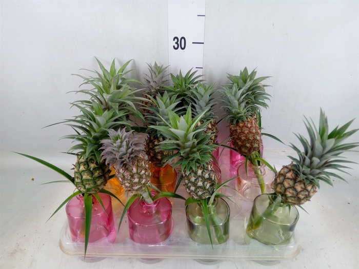 <h4>Ananas   ...</h4>