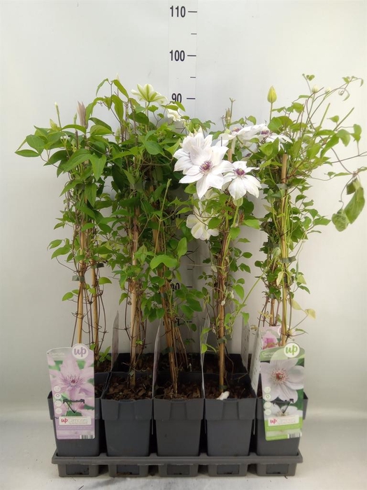 <h4>Clematis   ...</h4>