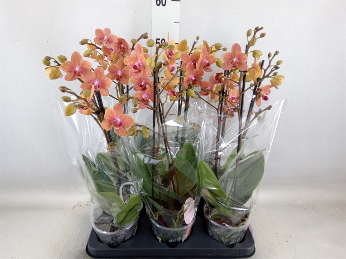 <h4>Phalaenopsis multi. 'FC SunsetLove'</h4>