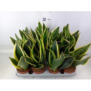 Sansevieria trifa. 'Futura Superba'