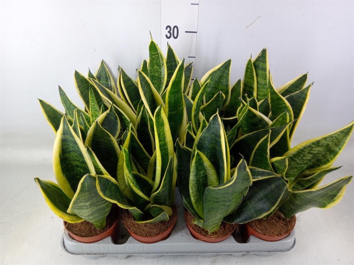 <h4>Sansevieria trifa. 'Futura Superba'</h4>