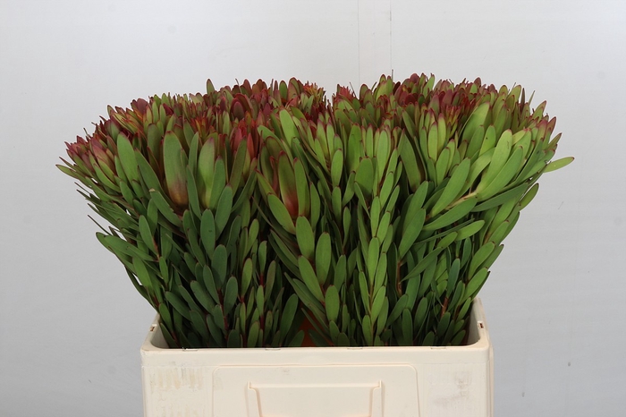 <h4>Leucadendron Safari Sunset</h4>