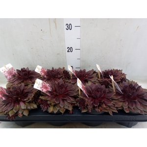 Sempervivum   ...