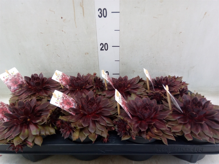 <h4>Sempervivum   ...</h4>