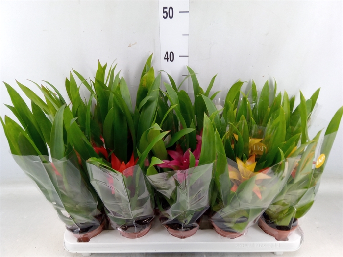 <h4>Guzmania   ...mix</h4>