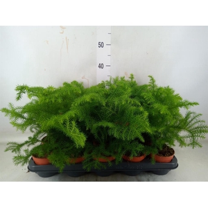 Araucaria heterophylla