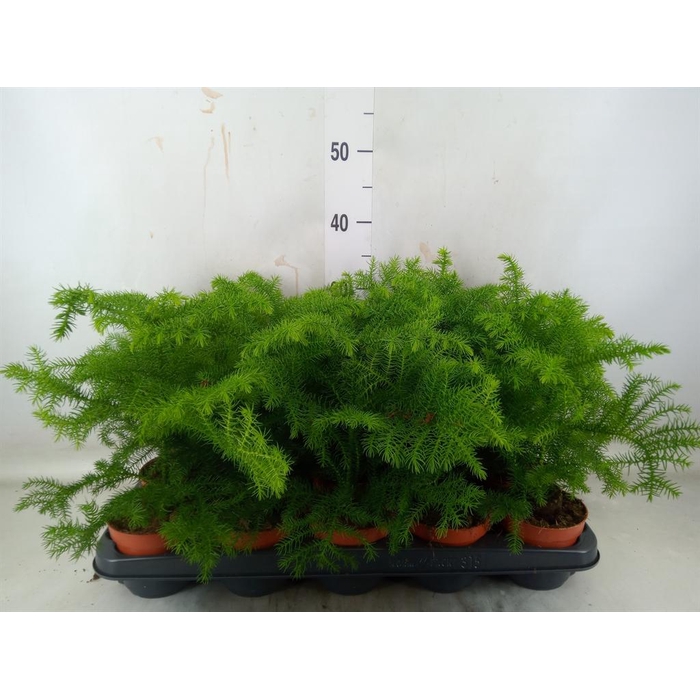 <h4>Araucaria heterophylla</h4>