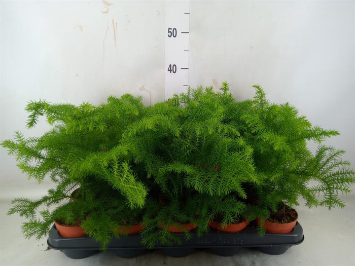 <h4>Araucaria heterophylla</h4>