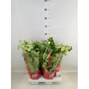 Aeschynanthus  'Mona Lisa'