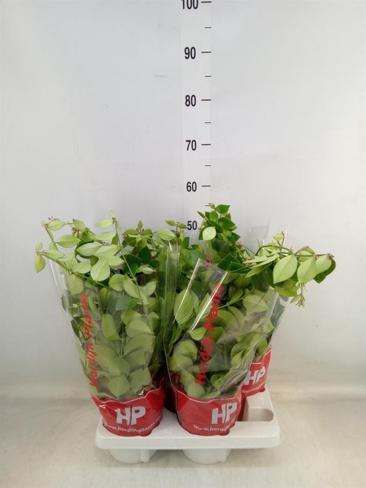 <h4>Aeschynanthus  'Mona Lisa'</h4>