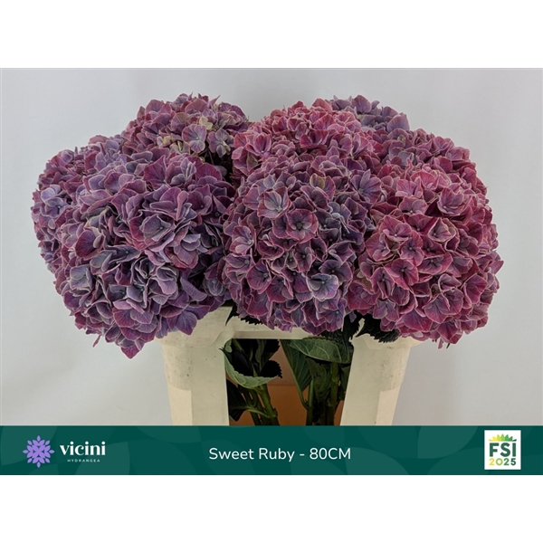 <h4>Hydr Sweet Ruby 80 cm Vicini</h4>