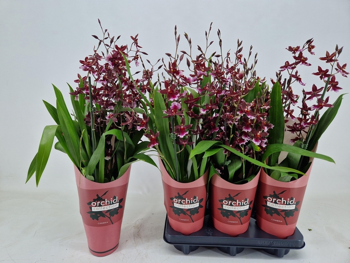 <h4>BUR BARROCCO RED</h4>