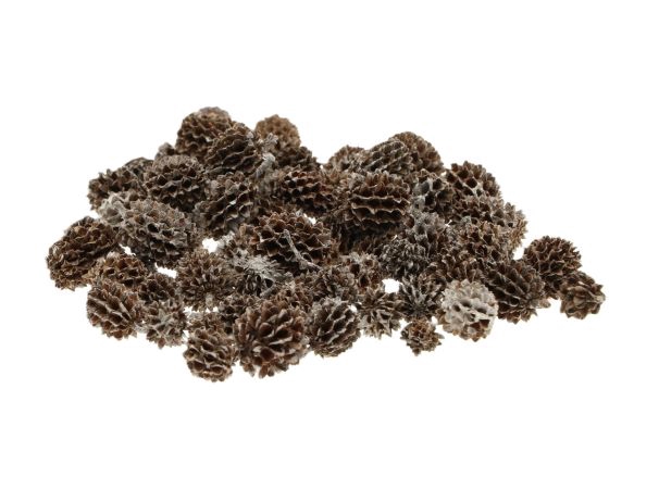 Casuarina Pods 40gr