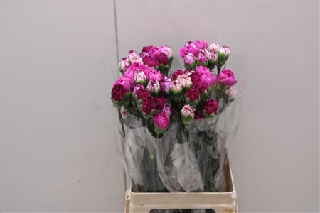 <h4>Di St Rainbow Purple</h4>