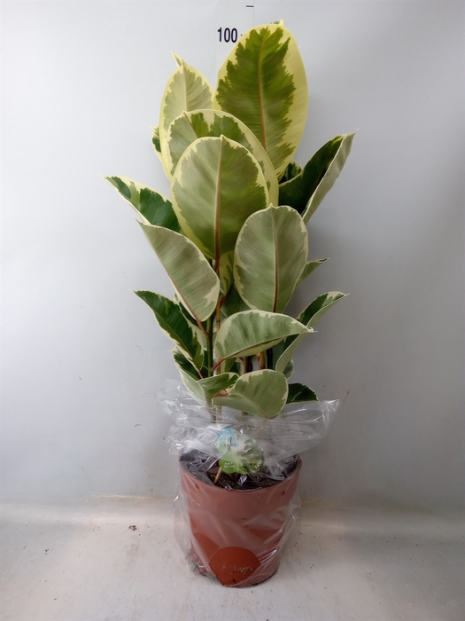 <h4>Ficus elastica 'Tineke'</h4>