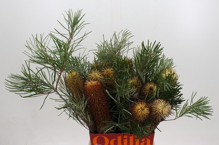 <h4>Banksia Spinulosa</h4>