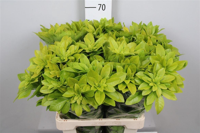 <h4>Choisya Te Lich</h4>