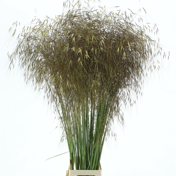 <h4>Stipa Gold</h4>